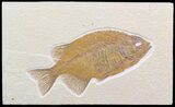 Uncommon Phareodus Fish Fossil - Visible Teeth #44534-1